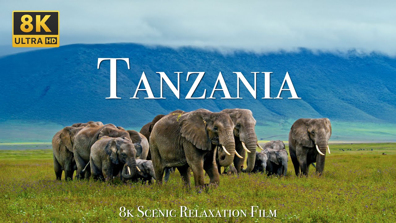 Tanzania 8K - Scenic Wildlife Film With African Music