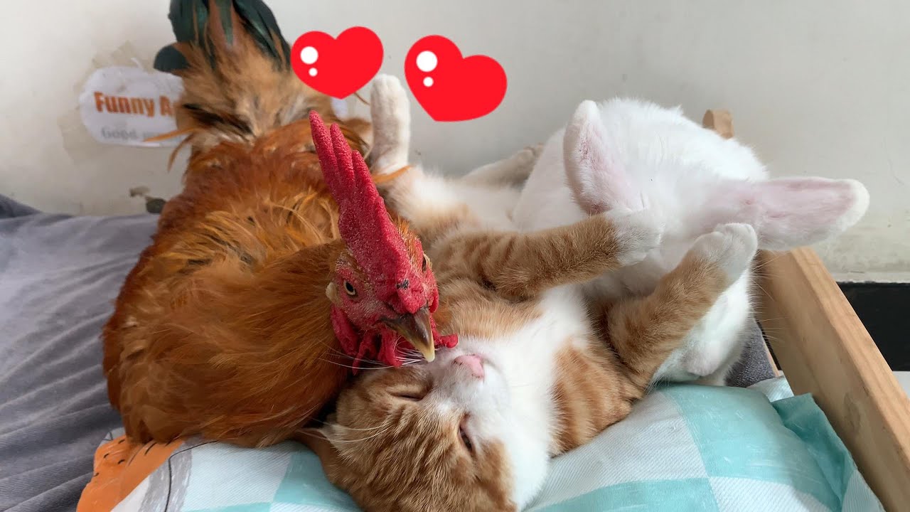 The rooster helped the rabbit and the kitten make the bed and asked the kitten to sleep in his arms.