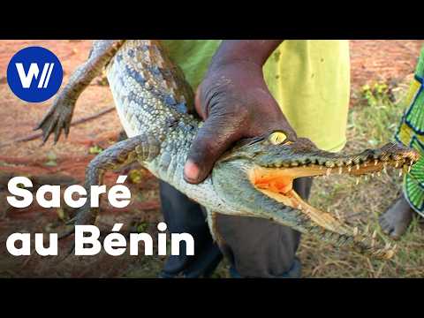 Au Bénin, les croyances animistes à la rescousse des reptiles | Les Animaux et le Sacré (Ep. 2)