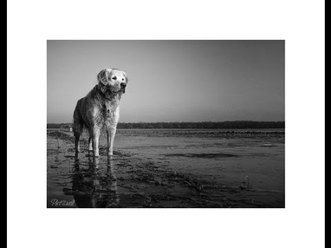 Für alle die um ein geliebtes Tier trauern