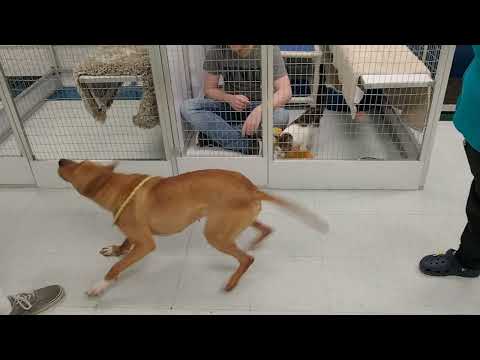 Mary Kate meets cats