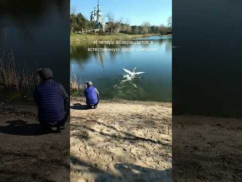 Взрослый серый лебедь после ЧМТ возвращается в естественную среду обитания 🦢🦢🦢