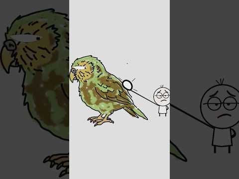 Why Humans Spend Millions to Save the Kākāpō 🦜