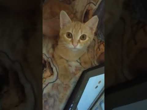 Cat song October 17, 2025