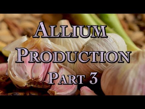 , title : 'Allium Production Part 3'