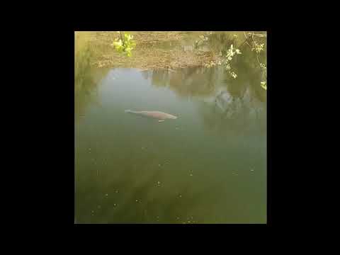 Burghfield Common through the Fortis Switch Wraps!