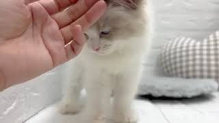 ラグドールの動画01