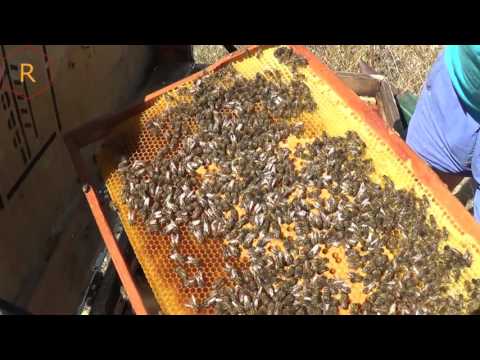 Сокращаем гнездо после качки мёда, пасека летом