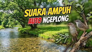 Download lagu Hutan Hijau Cigun – Aliran Sungai & Suara Burung mp3