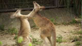 preview picture of video 'ひたすら殴りあうカンガルー Kangaroo fight!!'