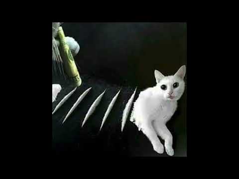 DIE4MYCLIQUE (FT SKETCHY)