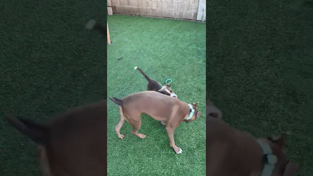 Eagle, an adopted mixed breed in Gilbert, AZ video 4/6