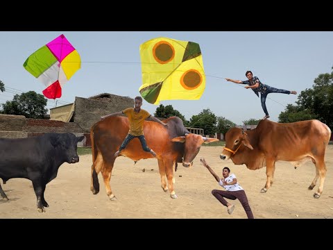 Sherla Kite Flying Vs 3 Eid Cow