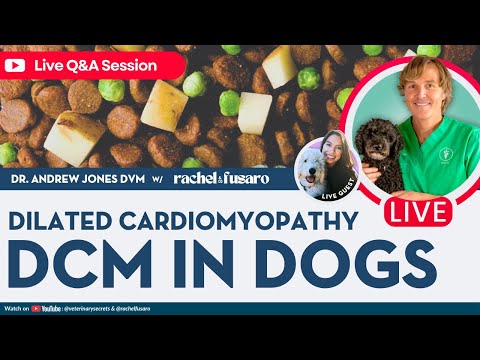 Heart Disease Risks and Prevention in Dogs