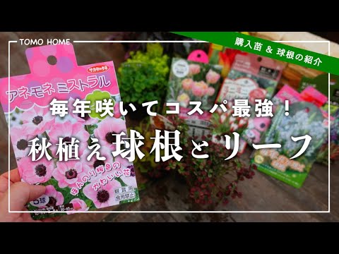 園芸 オレンジカンゾウ、ニッコウキスゲ、黄褐色のカンゾウ