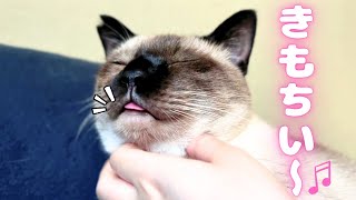 飼い主がしまわせようとしても全然しまわない元野良の保護猫ｗ【シャム猫/シャムミックス&ノルウェージャンフォレストキャット】 #cat #japanesecat #保護猫