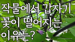 식물의 꽃이 갑자기 떨어지는 이유