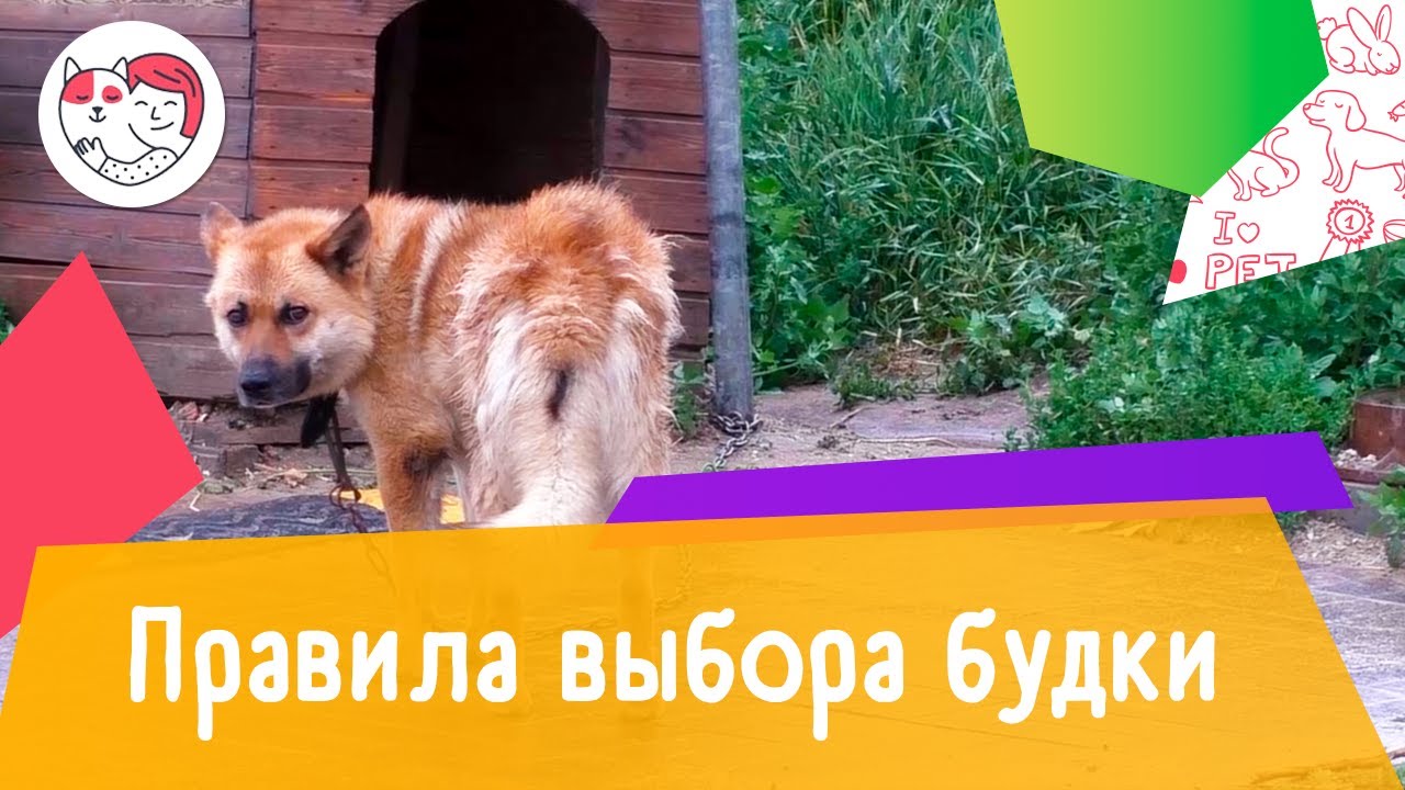 4 правила выбора будки для собаки
