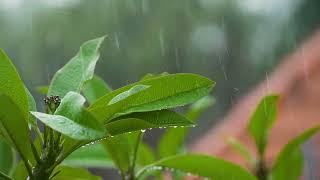 Download lagu Rain / Hujan - No Copyright (HD 4K) mp3