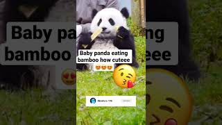 Download lagu Baby panda eating bamboo #shorts #shortsfeed #panda #eating #bamboo mp3
