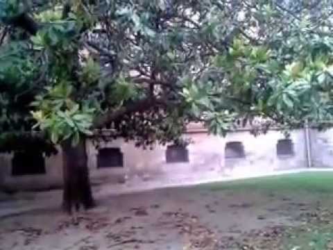 Guía de Arboles Plus Video