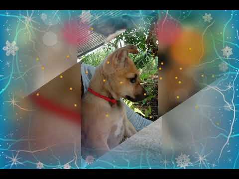 my Dog 👿👿👿👿🐕🐶