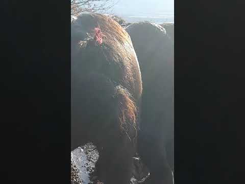 Trei armăsari de 1 an și 10 luni, negri sunt din Tornado de la Miuțescu 0747696483