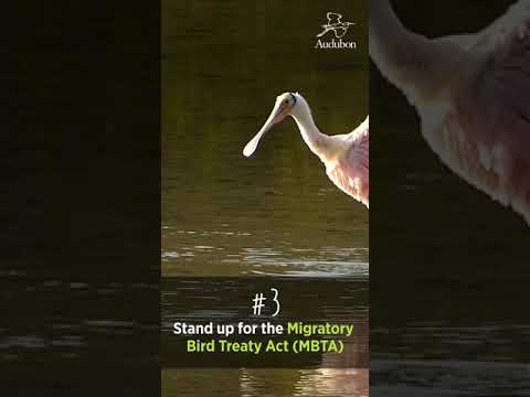 3 ways to help birds conservation and protect of there natural habitats | Love birdsofinstagram|