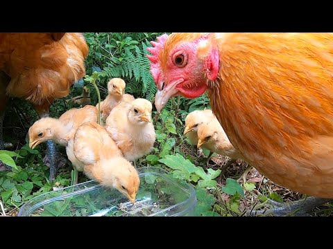 鶏にミルワームを与える時期 冬 夏 なぜ卵を産むのか