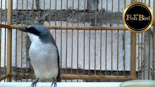 Download lagu suara asli jingjing petulak | @fishandbird4910 mp3