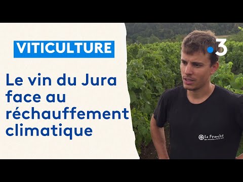 Grand Angle (1/2) : cépages hybrides, le vin du futur dans le Jura ?