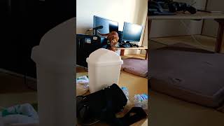 不機嫌な子猫｡ #shorts