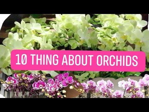 #10ThingsOrchids Hate-Avoid this thing with your Orchids!Orchids #Flower Lovers