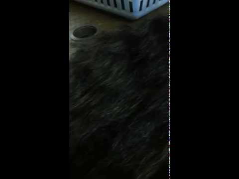 Bundles With Closure HD Transparent 4x4 Lace Closure Natural Straight Virgin Indian Hair