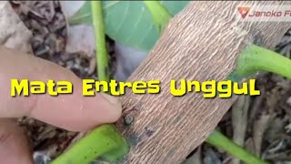 Download lagu Okulasi!!! Cara memilih Mata Entres terbaik pada Pohon Karet mp3 Download lagu Okulasi!!! Cara memilih Mata Entres terbaik pada Pohon Karet mp3