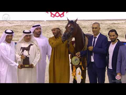 N 111 D SHEIMAZ   Dubai Arabian Horse Show 2020   Junior Colts championship Class 19