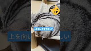 #猫#cat