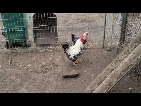 Păsările + multe noutăți ! am revenit