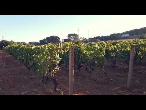 Porto Pino in villa Sandra