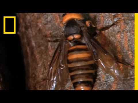 download lagu mp3 mp4 Hornets From Hell, download lagu Hornets From Hell gratis, unduh video klip Download Hornets From Hell Mp3 dan Mp4 Unlimited Gratis