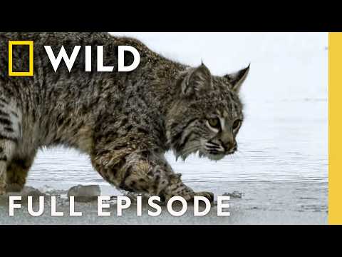 Following Wildlife Living Below Zero (Full Episode) | SPECIAL | Nat Geo Animals