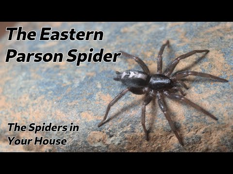 The Spiders in Your House - The Eastern Parson Spider