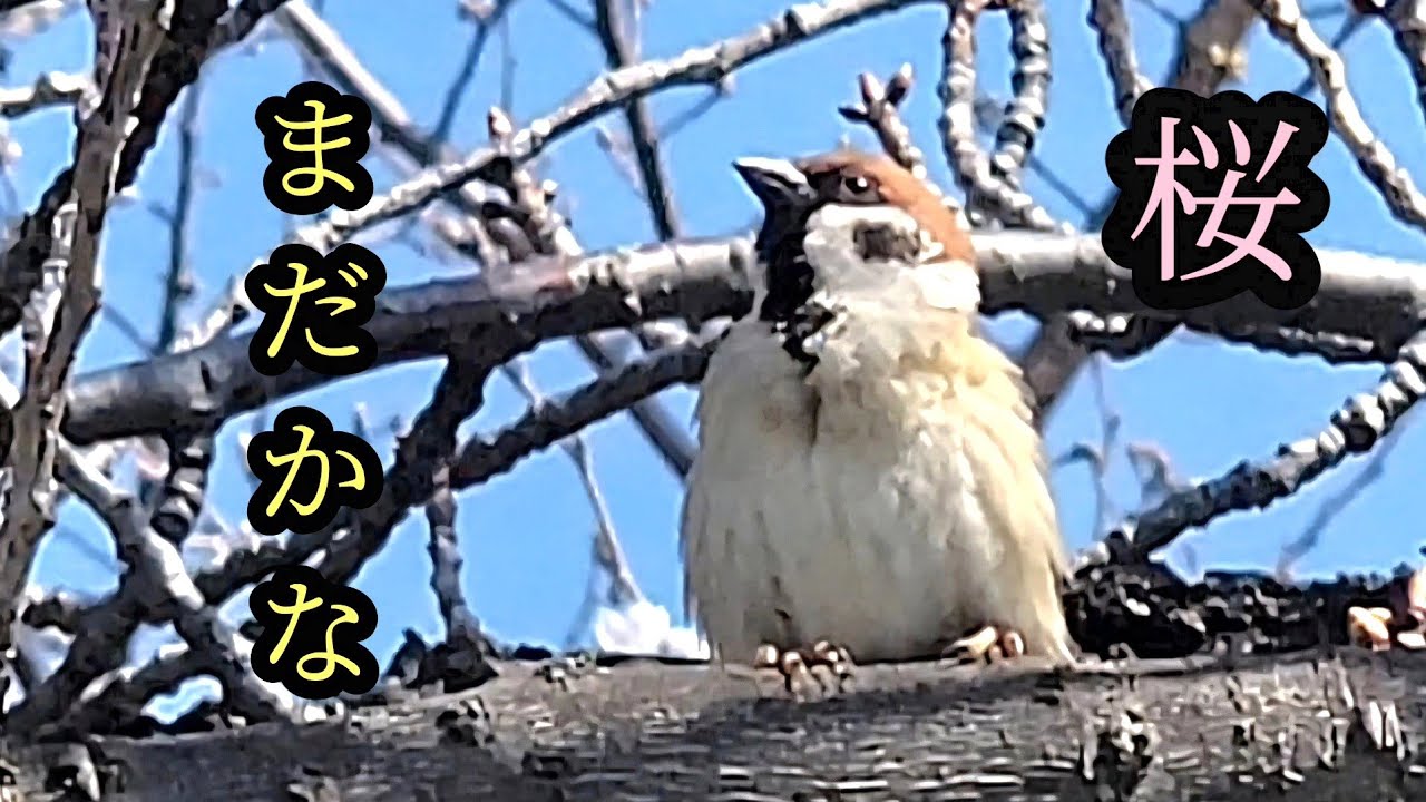 春の囀ずり 良い鳴き声です　【すずめ日記】