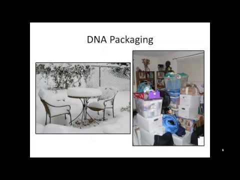 B201 C16 16 3 DNA Packaging