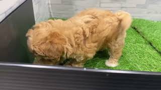 ハーフ犬の動画01