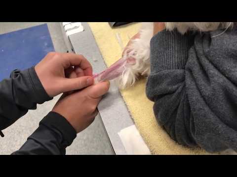Veterinary Specialty Center - How to Place a Catheter