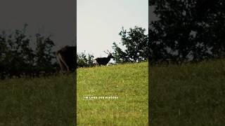 Auf reife Rothirsche zur Brunft #hunting