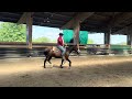 Hongre Quarter Horse AQHA &mdash; TR BUENO MAGIC BAR