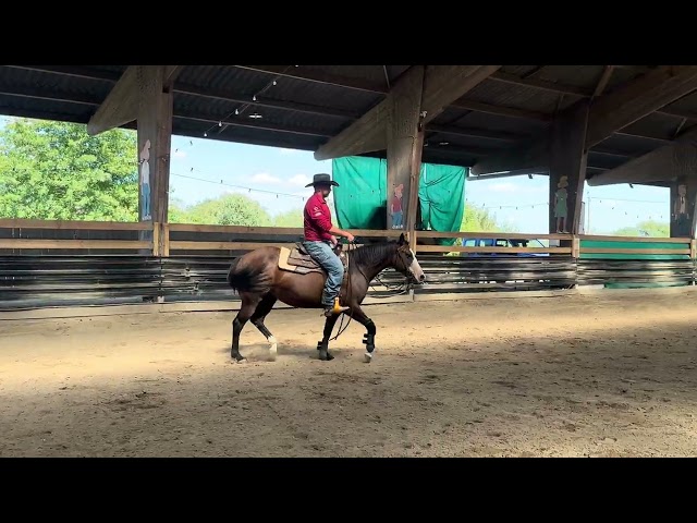 Hongre Quarter Horse AQHA &mdash; TR BUENO MAGIC BAR