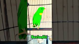 Download lagu Serindit gacor nembak Lovebird cocok buat masteran mp3